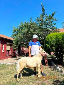 Prodajem ždrebad